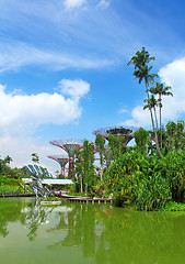 Image showing Green garden in Singapore