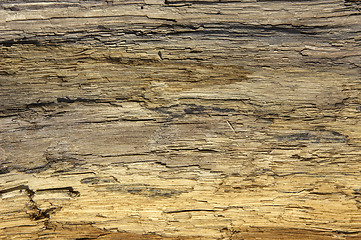 Image showing Driftwood detail sand point beach England uk