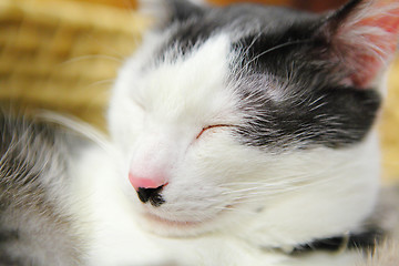 Image showing Sleep cat