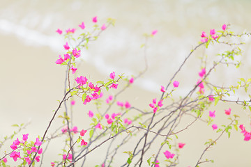 Image showing Pink flower over sandy beach