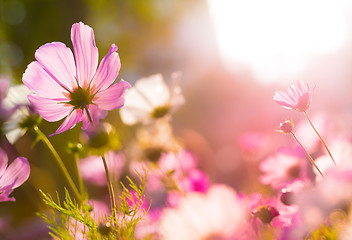 Image showing Cosmos flowers under sunlight