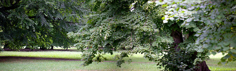 Image showing Lush forest