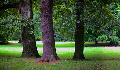 Image showing Lush forest