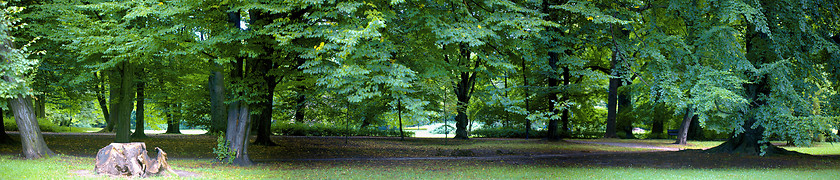 Image showing Lush forest