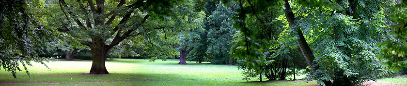 Image showing Lush forest