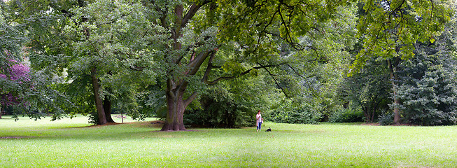 Image showing Lush forest