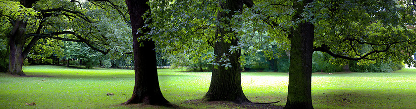 Image showing Lush forest