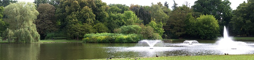 Image showing Lush forest