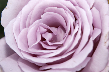 Image showing Purple Rose