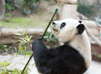 Image showing Cute Giant Panda Eating Bamboo