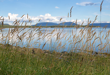 Image showing ears of grass on a landscape