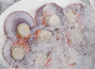 Image showing Open scallops on ice