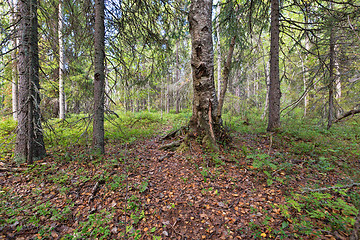 Image showing Path through Enchanted Forest