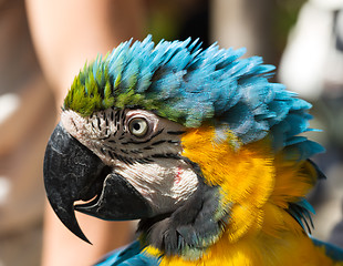 Image showing A curious macaw