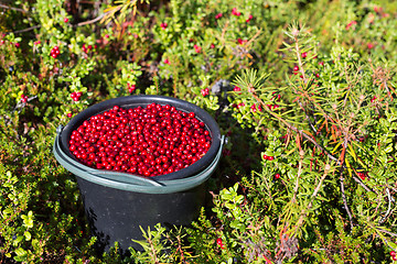 Image showing bucket of cranberries in the forest