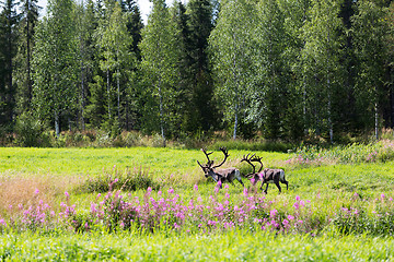 Image showing deer in rut