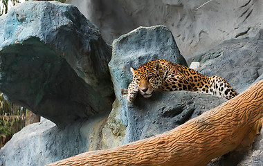 Image showing An Amur Leopard gets some rest on a rock