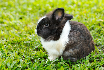 Image showing Bunny rabbit sits quietly on the lawn.