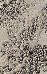 Image showing small crab in the sand on the beach