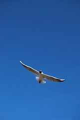 Image showing Sea Gull