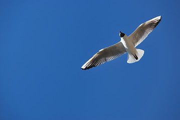 Image showing Sea Gull