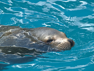 Image showing Sea Cat