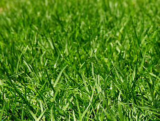 Image showing Green Grass Background