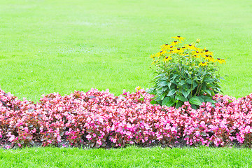 Image showing Background of yellow and pink flowers