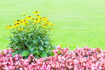 Image showing Floral background with yellow and pink flowers