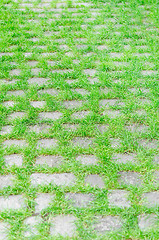 Image showing Paved cobbles stones pathway stretches into the distance