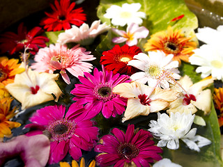 Image showing Beautiful colored flowers in a flowerpot