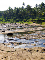 Image showing Beautiful palm landscape on a river 