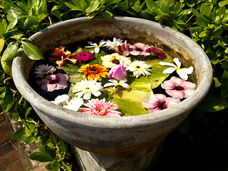 Image showing Beautiful colored flowers in a flowerpot