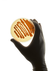 Image showing Petrie dish with bacteria used for R&D