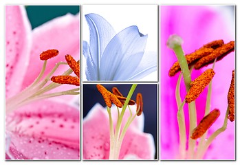 Image showing Lily flowers collage