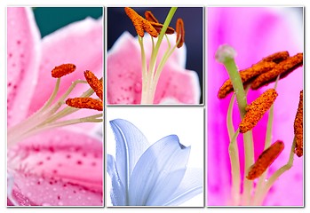 Image showing Lily flowers collage