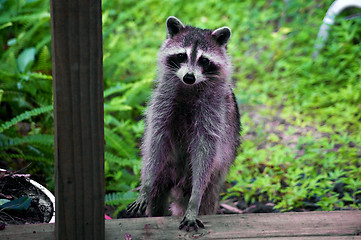 Image showing curious raccoon standing on stair