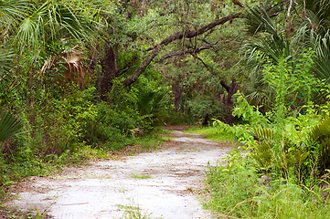 Image showing nature path in florida wilderness