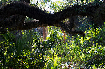 Image showing oak branches in sub tropics