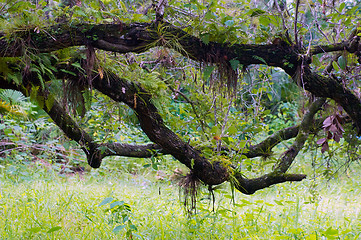 Image showing twisting oak branches in sub tropics