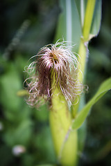 Image showing corn plant