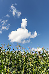 Image showing corn plants