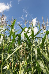 Image showing corn plants