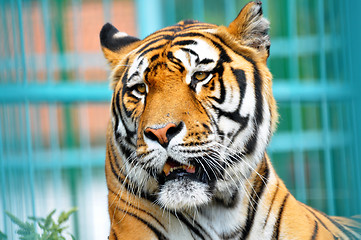 Image showing tiger portrait