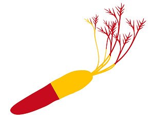 Image showing Spanish carrot