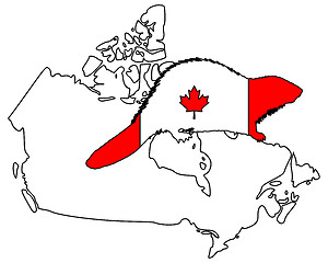 Image showing Canadian Beaver