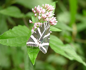 Image showing Jersey Tiger sitting on a bloom sukking sap