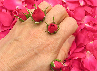 Image showing Pink rose buds as finger emblazonment on petals as background