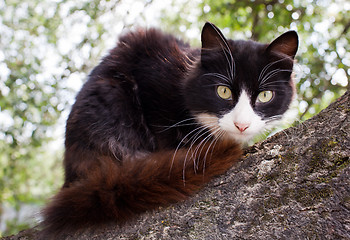 Image showing Cute cat up a tree