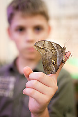 Image showing Giant Peacock Moth on child's finger